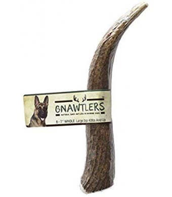 Pet Parents Gnawtlers - Premium Elk Antlers for Dogs, Naturally Shed Elk Antlers, All Natural Elk Antler Chews, Specially Selected from The Rocky Mountain and Heartland Regions - Elk Antlers for Dogs