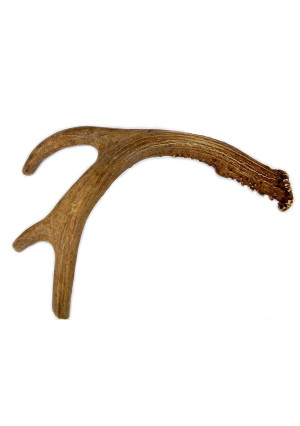 Big Dog Antler Chews - Deer Antler Dog Chew, Medium, 9 Inches to 13 Inches Long. Perfect for Your Medium to Large Size Dogs and Puppies! Grade  A Premium. Happy Dog Guarantee!