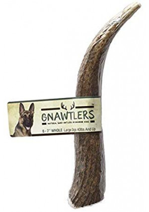 Pet Parents Gnawtlers - Premium Elk Antlers for Dogs, Naturally Shed Elk Antlers, All Natural Elk Antler Chews, Specially Selected from The Rocky Mountain and Heartland Regions - Elk Antlers for Dogs